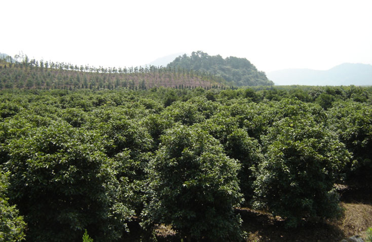 龍觀(guān)苗圃基地